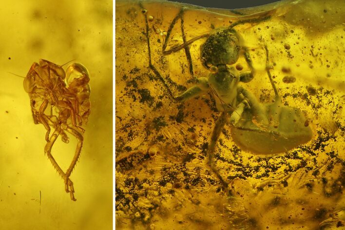 Fossil Cicada Larva and Ant In Baltic Amber #207495